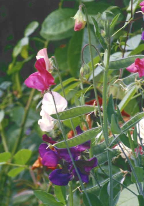  Image name: cicerchia3.jpg 
 width: 500 pixel 
 height: 715 pixel 
 Size: 49888 bytes 
 Click to enlarge 